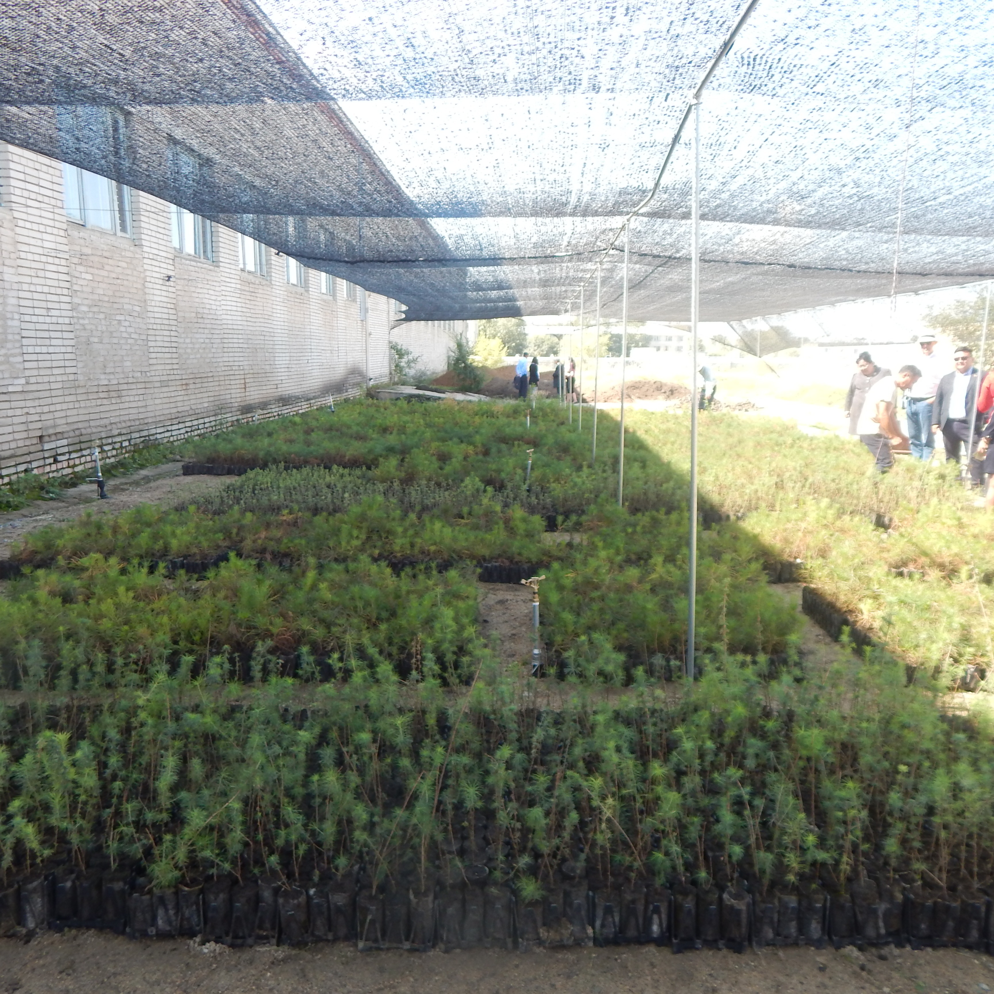 Мод үржүүлгийн газар